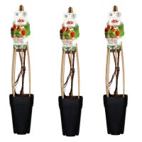 3er Set Himbeere, (Rubus idaeus), Sorte: Mailling...