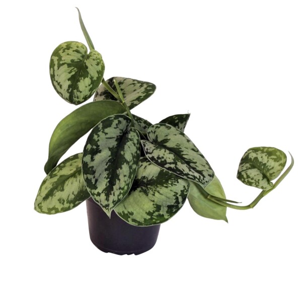 Efeutute, Scindapsus im 12cm Topf  Sorte: Trebie (Epipremnum aureum)