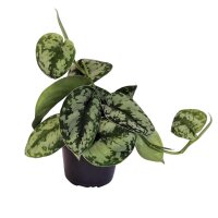 Efeutute, (Epipremnum aureum), Sorte: Trebie, im 12cm Topf