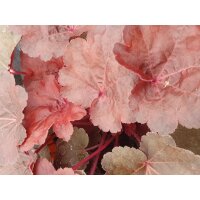 Purpurgl&ouml;ckchen, (Heuchera), Sorte: Little Cuties Blondie, im 12cm Topf