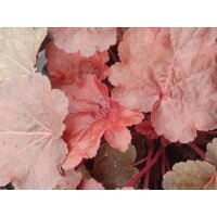 Purpurgl&ouml;ckchen, (Heuchera), Sorte: Little Cuties Blondie, im 12cm Topf