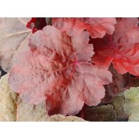 Purpurgl&ouml;ckchen, (Heuchera), Sorte: Little Cuties Blondie, im 12cm Topf