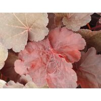 Purpurgl&ouml;ckchen, (Heuchera), Sorte: Little Cuties Blondie, im 12cm Topf
