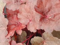 Purpurglöckchen, (Heuchera), Sorte: Little Cuties...