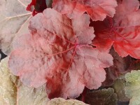 Purpurgl&ouml;ckchen, (Heuchera), Sorte: Little Cuties Blondie, im 12cm Topf