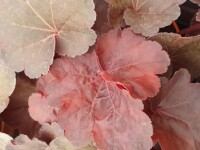 Purpurgl&ouml;ckchen, (Heuchera), Sorte: Little Cuties Blondie, im 12cm Topf