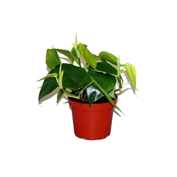 Kletter Philodendron, (Philodendron scandens), im 12cm Topf