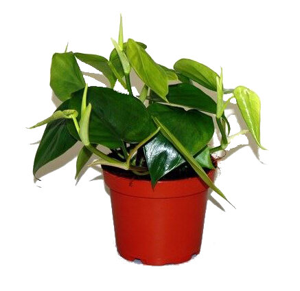 Kletter Philodendron, (Philodendron scandens), im 12cm Topf