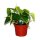 Kletter Philodendron, (Philodendron scandens), im 12cm Topf