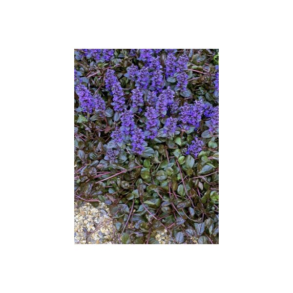 kriechender Günsel, (Ajuga), Sorte: Braunherz, im 12cm Topf