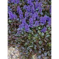 kriechender Günsel, (Ajuga), Sorte: Braunherz, im...