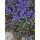 kriechender Günsel, (Ajuga), Sorte: Braunherz, im 12cm Topf