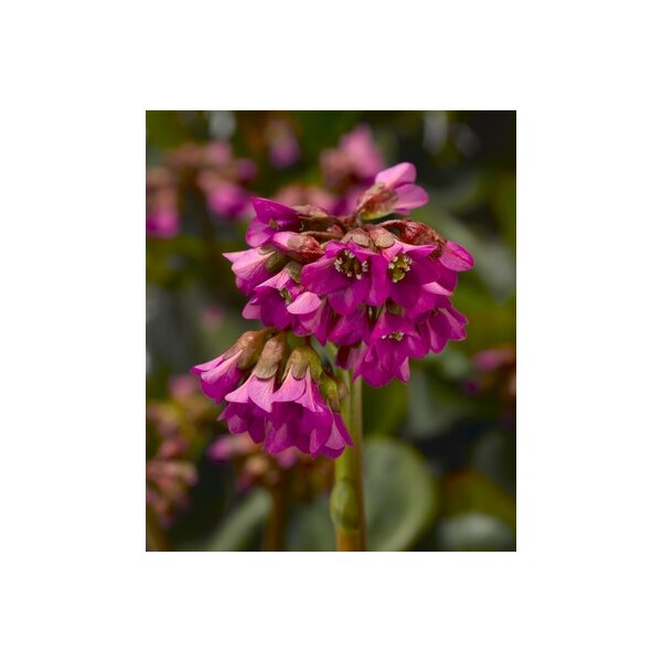 Bergenie, (Bergenia cordifolia), Sorte: Shoeshine Rose, im 12cm Topf