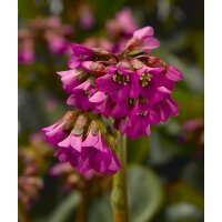 Bergenie, (Bergenia cordifolia), Sorte: Shoeshine Rose,...
