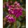 Bergenie, (Bergenia cordifolia), Sorte: Shoeshine Rose, im 12cm Topf