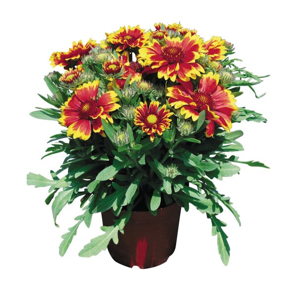 Korkardenblume, (Gailardia aristata), Sorte: Arizona Sun, im 12cm Topf