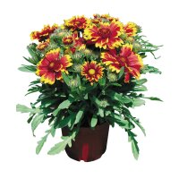 Korkardenblume, (Gailardia aristata), Sorte: Arizona Sun,...