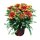 Korkardenblume, (Gailardia aristata), Sorte: Arizona Sun, im 12cm Topf