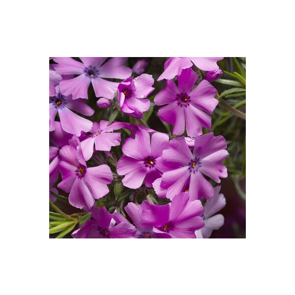 Polsterphlox (Phlox subulata), Sorte: Goldi Phlox Pink, im 12cm Topf