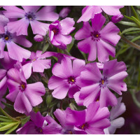 Polsterphlox (Phlox subulata), Sorte: Goldi Phlox Pink,...