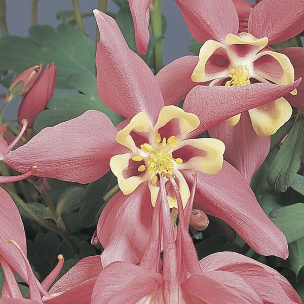 Akelei, (Aquilegia caerulea), Sorte: Spring Magic Rose and Ivory, im 12cm Topf