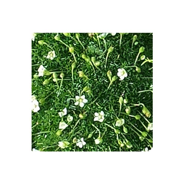 Sternmoos, grün, (Sagina subulata), im 9,5cm Topf