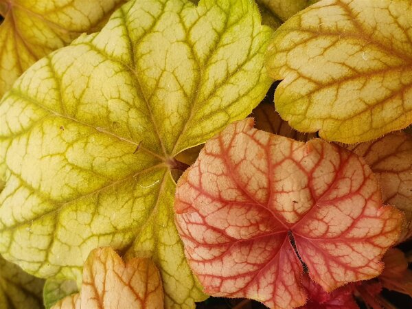 Purpurglöckchen (Heuchera), Sorte: Champagne, im 12cm Topf