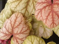 Purpurgl&ouml;ckchen (Heuchera), Sorte: Champagne, im 12cm Topf