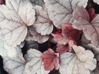 Purpurgl&ouml;ckchen (Heuchera), Sorte: Silver Gumdrop, im 12cm Topf