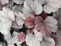 Purpurgl&ouml;ckchen (Heuchera), Sorte: Silver Gumdrop, im 12cm Topf