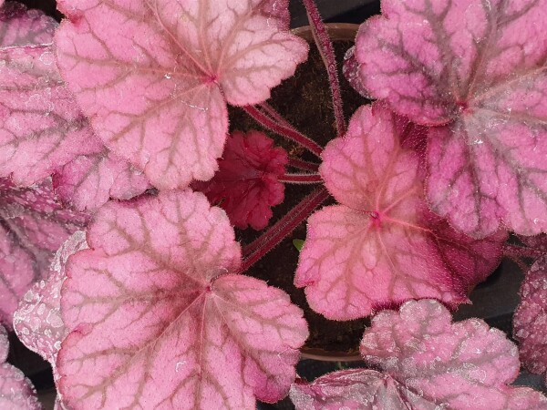 Purpurglöckchen (Heuchera), Sorte: Wild Rose, im 12cm Topf