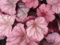 Purpurgl&ouml;ckchen (Heuchera), Sorte: Wild Rose, im 12cm Topf