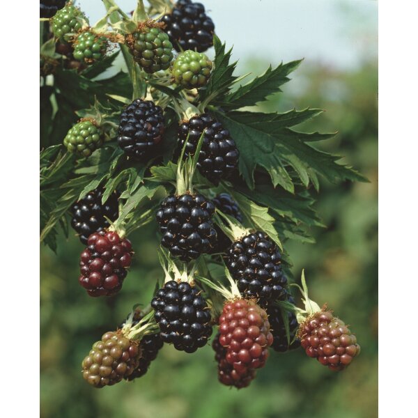 Brombeere, (Rubus fructiosus), Sorte: Thronless Evergreen, ca. 65cm hoch, im 14cm Topf