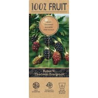 Brombeere, (Rubus fructiosus), Sorte: Thronless...