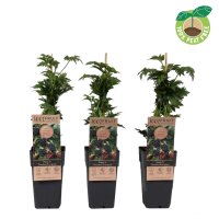 Brombeere, (Rubus fructiosus), Sorte: Thronless Evergreen, ca. 65cm hoch, im 14cm Topf