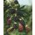 Brombeere, (Rubus fructiosus), Sorte: Thronless Evergreen, ca. 65cm hoch, im 14cm Topf