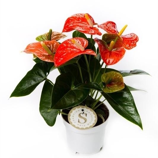 Flamingoblume, (Anthurium), Sorte: Orange Champion, im 12cm Topf