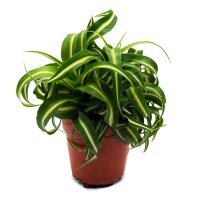 Gr&uuml;nlilie, (Chlorophytum) im 11cm Topf Sorte: Bonnie