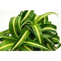 Gr&uuml;nlilie, (Chlorophytum) im 11cm Topf Sorte: Bonnie