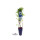 2er Set winterharte Heidelbeere (Blaubeeren) Pflanze  Sorte: Bluecrop ca. 55cm hoch, im 14cm Topf