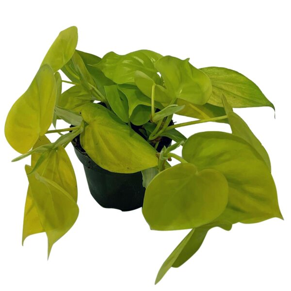 Efeutute, (Epipremnum aureum), Sorte: Golden Pothos, im 12cm Topf