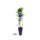 3er Set winterharte Heidelbeere (Blaubeeren) Pflanze  Sorte: Bluecrop ca. 55cm hoch, im 14cm Topf