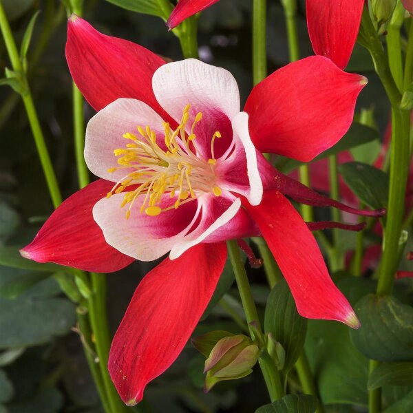 Akelei, (Aquilegia caerulea), Sorte: Kirigami Red & White, im 12cm Topf