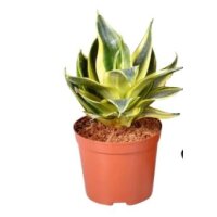 Sanseveria, (Sanseveria), Sorte: Golden Hahnii, 20cm...