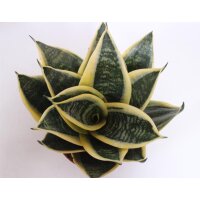 Sanseveria, (Sanseveria), Sorte: Golden Hahnii, 20cm...