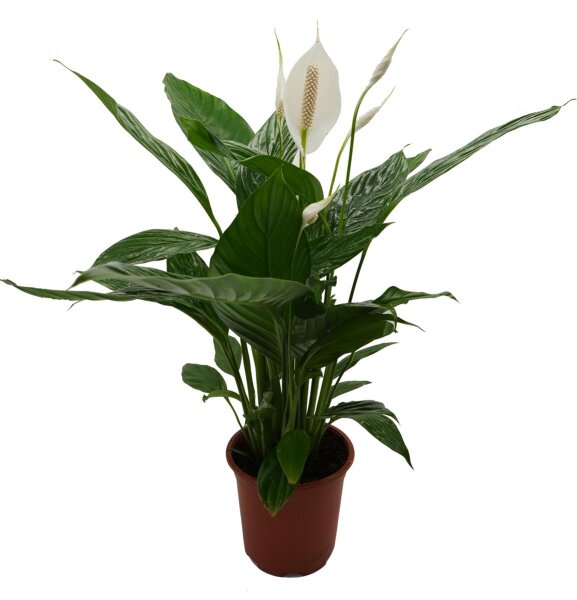 Einblatt, (Spathiphyllum) ca. 55cm hoch im 13cm Topf