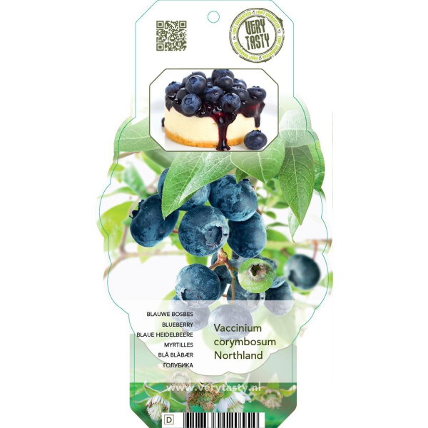 3er Set winterharte Heidelbeere (Blaubeeren) Pflanze, Sorte: Northland, ca. 55cm hoch, im 14cm Topf