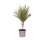Drachenbaum , Sorte: Marginata Bicolor, im 11cm Topf, ca. 35cm hoch, 1 Stamm (Dracaena marginata)
