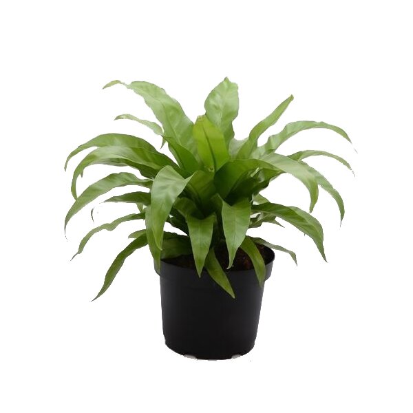 Nestfarn, (Asplenium antiquum), im 17cm Topf, ca. 40cm hoch