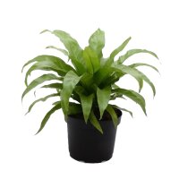 Nestfarn, (Asplenium antiquum), im 17cm Topf, ca. 40cm hoch